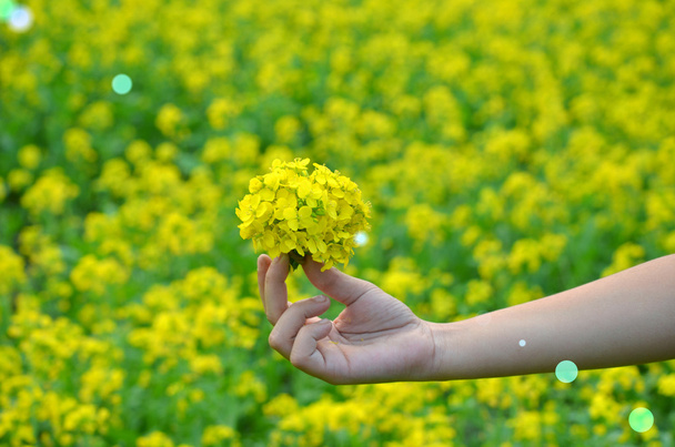 Gele bloem in de hand met zonlicht op tuin veld, vintage stijl vervagen achtergrond te isoleren. - Foto, afbeelding