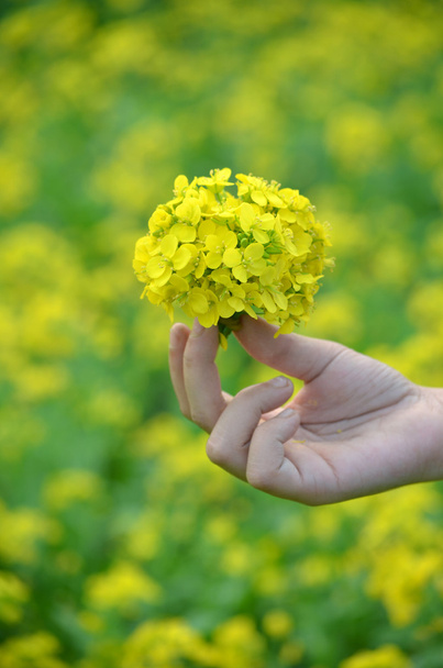 Yellow flower in hand with sunlight on garden field, isolate vintage style blur background. - Photo, Image