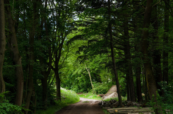 Bosque camino y árboles
 - Foto, Imagen