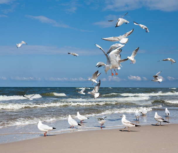 Group of Seagulls - Photo, Image