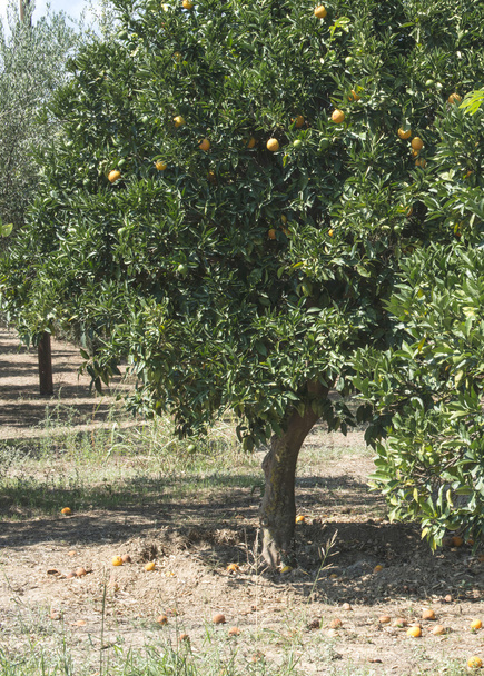 drzewa pomarańczowe na plantacji - Zdjęcie, obraz