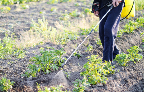 Spruzzare pesticidi di foglie di patate
 - Foto, immagini