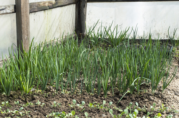 Выращивание зеленого лука в теплице
  - Фото, изображение