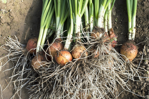 Plucked green onions in soil  - Photo, Image