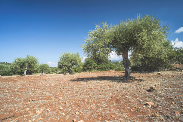Olive trees in plantation - Foto, Imagen