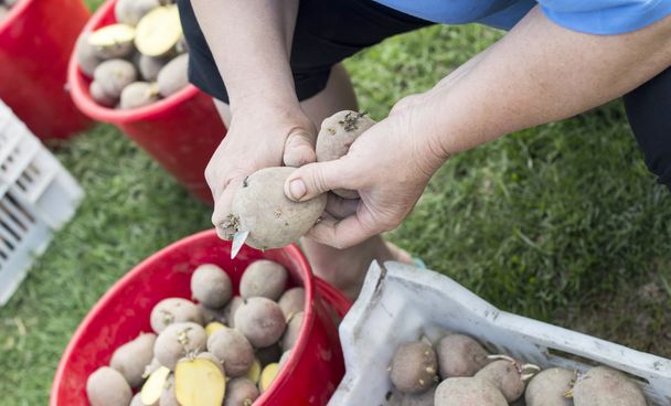 The process of preparing potatoes for planting  - Photo, Image