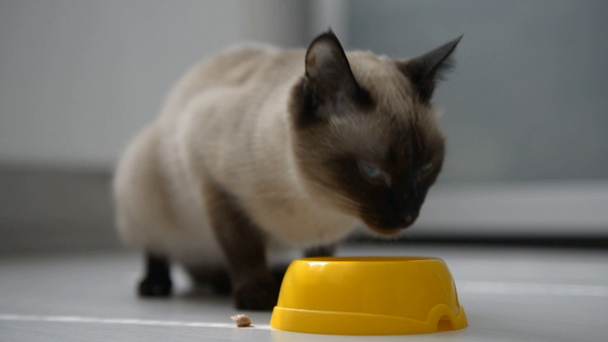 niedliche Katze genießt Futter - Filmmaterial, Video