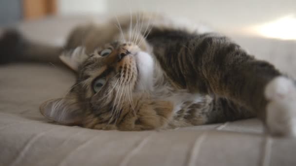 Domestic Cat lying and looking - Filmagem, Vídeo