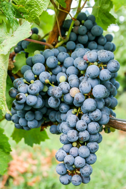 Red grape in romanian vineyard - Фото, зображення