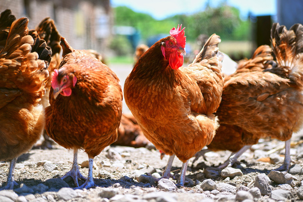 Hühner auf traditionellem Freilandgeflügelhof - Foto, Bild