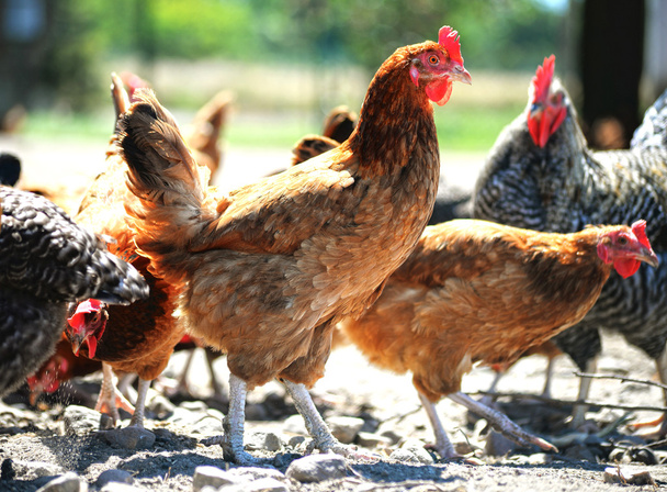 Kurczęta w tradycyjnej hodowli drobiu na wolnym wybiegu - Zdjęcie, obraz