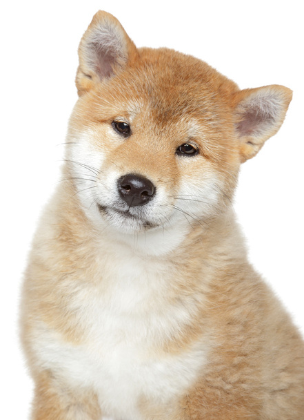 Shiba inu puppy, isolated on white background - 写真・画像
