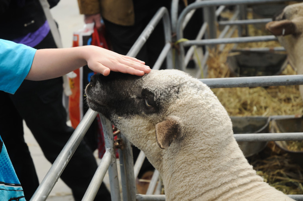 Giovane agnello carino con mano delicata tocco morbido
 - Foto, immagini