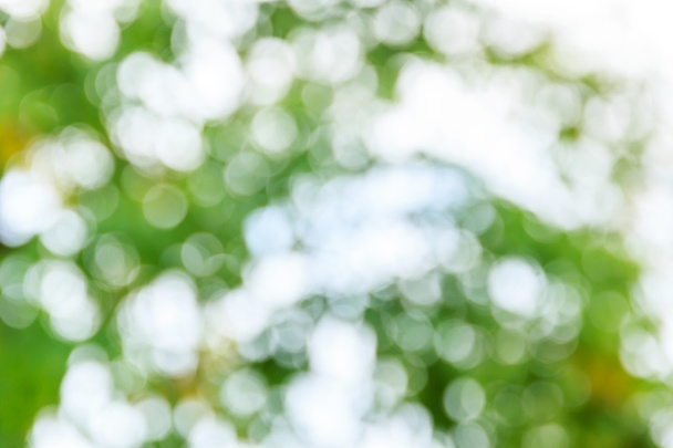 Abstract bokeh and blurred green nature background  - Photo, Image