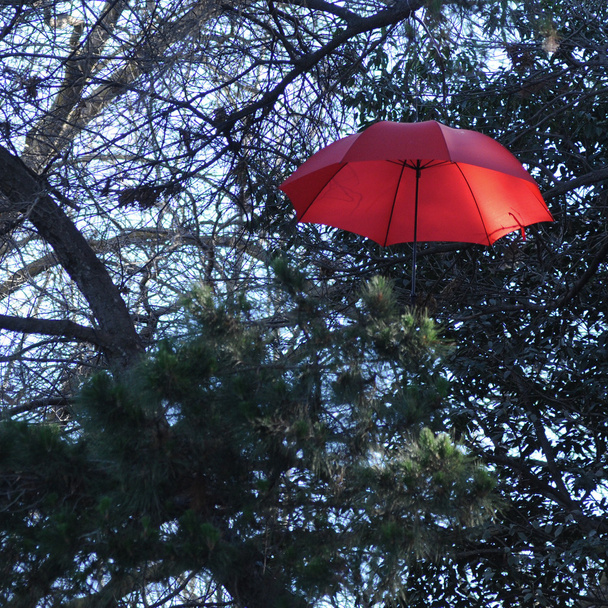 Paraguas rojo vintage flotando sobre los árboles
 - Foto, imagen