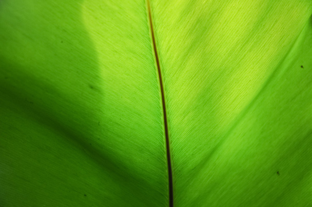 Closeup of banana leaf texture under the sun light - Fotografie, Obrázek