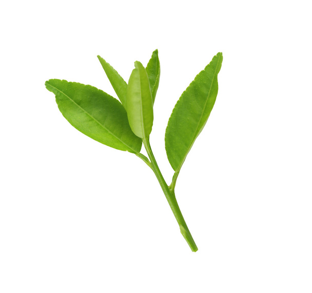 Verse groene bladeren van jonge plant geïsoleerd op wit. - Foto, afbeelding