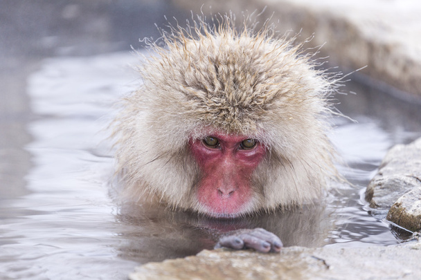 Jigokudani małpa śnieg w kąpieliskach onsen hotspring słynnego per. - Zdjęcie, obraz