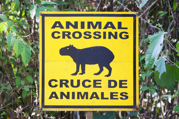 Avertissement routier pour capybaras
 - Photo, image