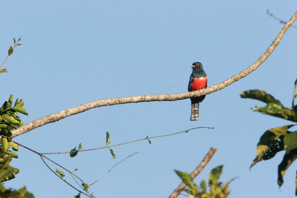Blue-crowned Trogon sitting on branch - Photo, Image