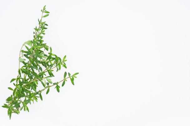 Herbs - Фото, изображение