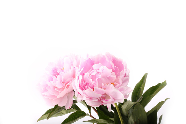 gently pink peony flower on a white background - 写真・画像