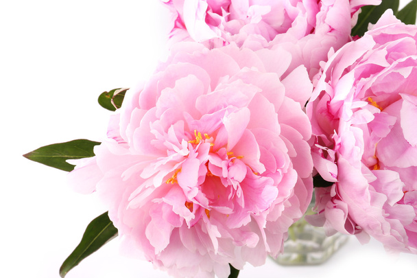 gently pink peony flower on a white background - Foto, afbeelding