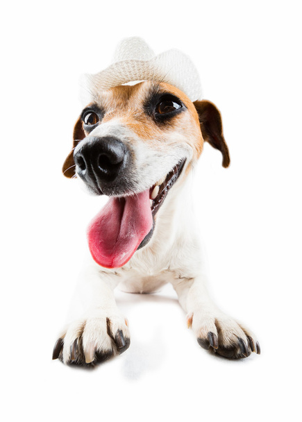 Άγρια Δύση σκύλος χαρούμενος καουμπόη - Φωτογραφία, εικόνα