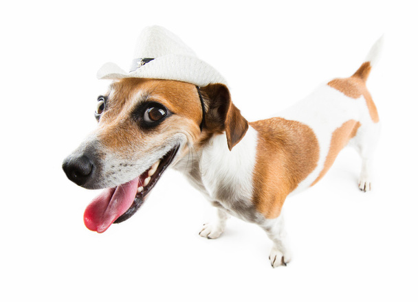 Jack Russel terrier cão ressentido
 - Foto, Imagem