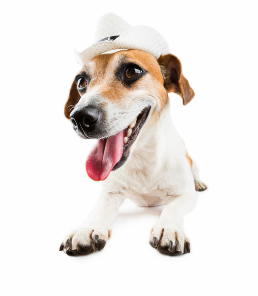 Jack Russel terrier cane risentito
 - Foto, immagini