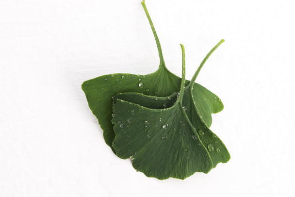 Blätter des Ginkgo biloba - Foto, Bild