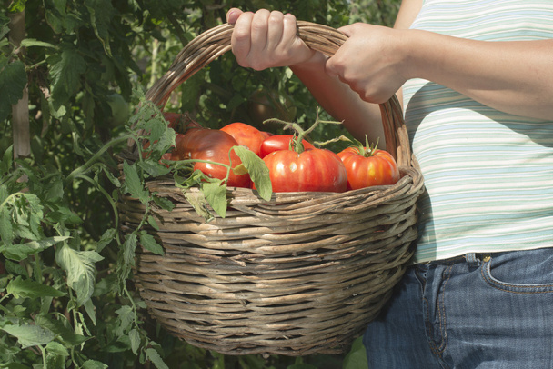Man picking tomatoes in basket - Photo, image