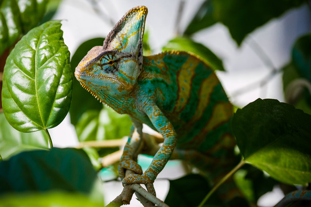 chameleona Jemen - Fotografie, Obrázek