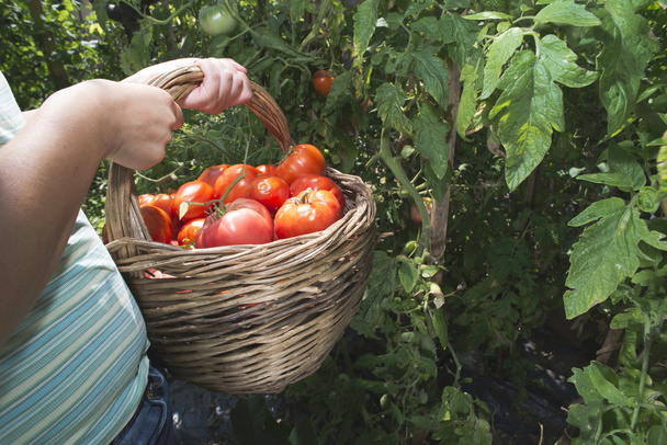Woman picking tomatoes in basket - Zdjęcie, obraz