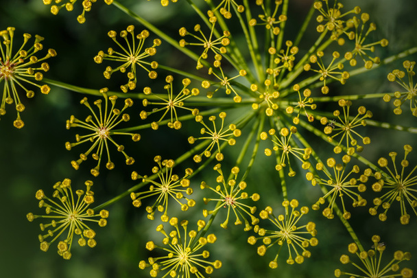 Fennel (Foeniculum vulgare). Fennel flower on a green background. Flower of dill. - Φωτογραφία, εικόνα