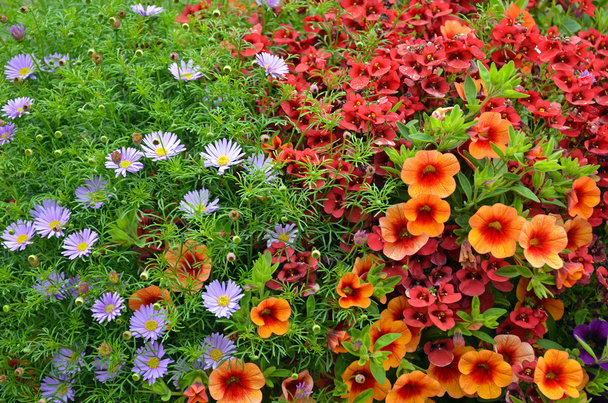 Красные и оранжевые цветы петунии
 - Фото, изображение