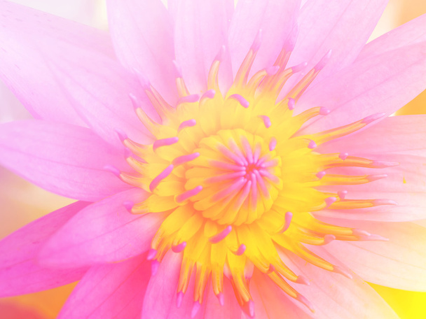 Крупним планом м'який жовтий і рожевий колір квітки лотоса в саду
. - Фото, зображення