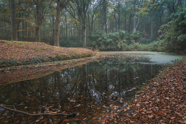 Reflections in autumn - Φωτογραφία, εικόνα
