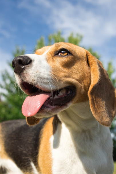 Beagle dog - vertical photo portrait - 写真・画像