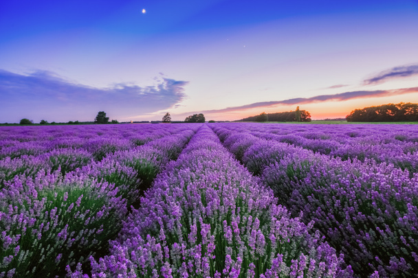 Nascer do sol e nuvens dramáticas sobre Lavender Field
 - Foto, Imagem