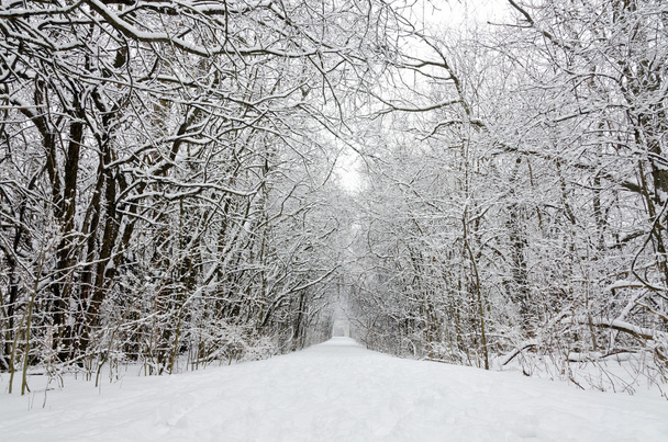 Bäume vom Schnee bedeckt - Foto, Bild