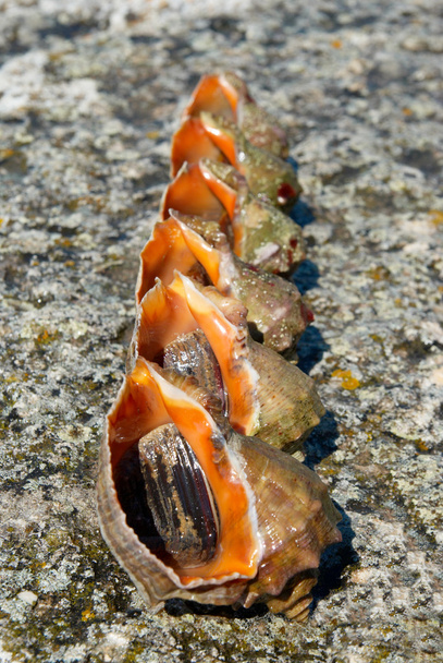 Conchiglie e molluschi di rapana venosa
. - Foto, immagini
