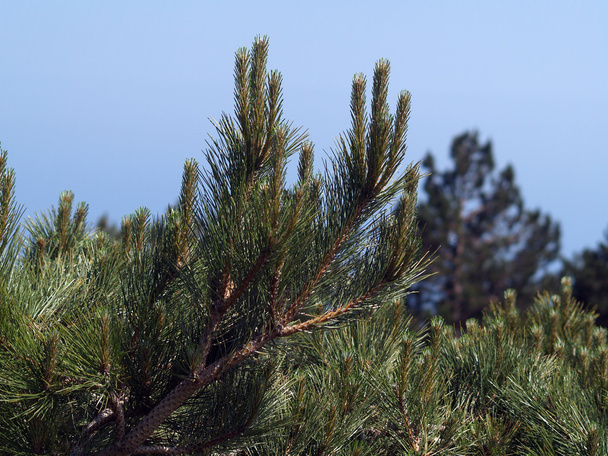 Needles of a pine (Aj-Petri, Crimea) - Zdjęcie, obraz