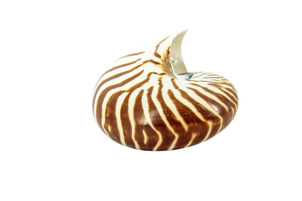 Concha de Nautilus
 - Foto, Imagem