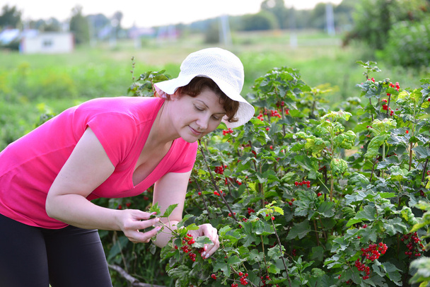 Woman reaps a crop of red currant in  garden - Fotoğraf, Görsel