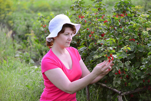 Woman reaps a crop of red currant in  garden - Φωτογραφία, εικόνα