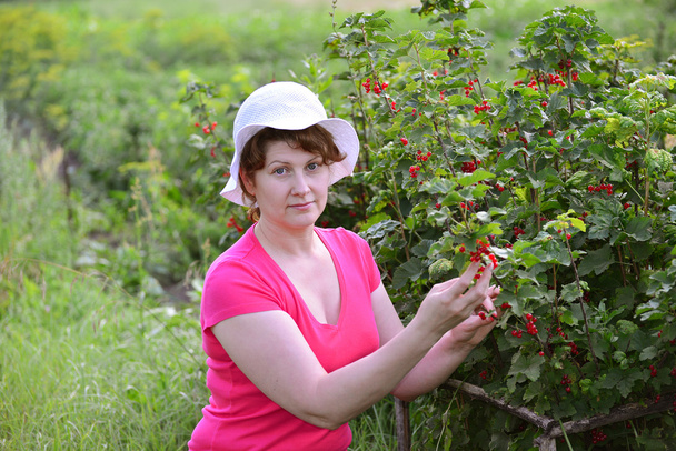 Woman reaps a crop of red currant in  garden - Фото, зображення