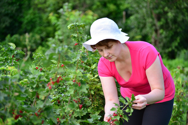 Woman reaps a crop of red currant in  garden - Valokuva, kuva