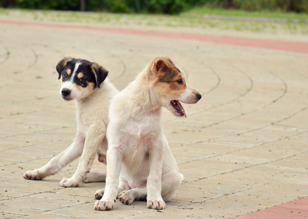 Два пятнистых щенка сидят
 - Фото, изображение
