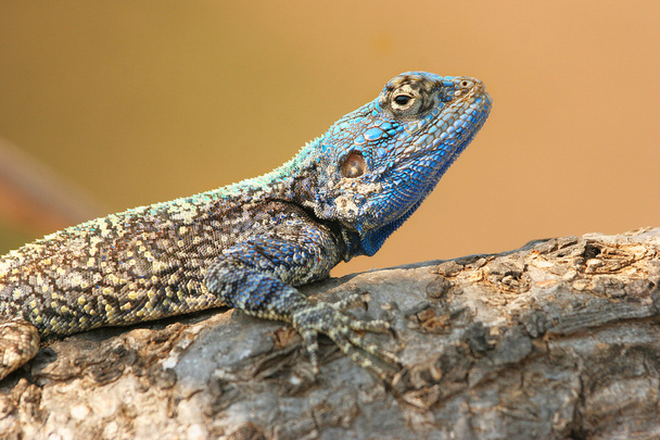 Синій Agama покладення камінь - Фото, зображення